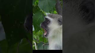 Vervet Monkey [upl. by Wolram80]