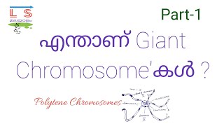 Giant Chromosomes  Polytene  Genetics  Malayalam [upl. by Nicoline]