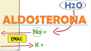 ALDOSTERONA [upl. by Kosse]