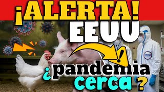 ¡ALERTA GRIPE AVIAR EN CERDOS AUMENTA EL RIESGO DE PANDEMIA  ¿QU´È DICEN LOS CIENTÍFICOS [upl. by Eltsirc747]