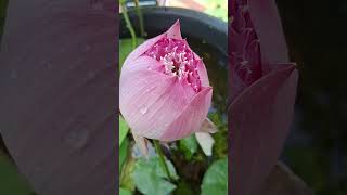 Beautiful lotusgardenwatergardenwaterlotus waterplants youtubevideo waterflower [upl. by Nosirrag121]