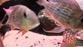 Geophagus Altifrons Cameta Rio Tocantins [upl. by Earb841]