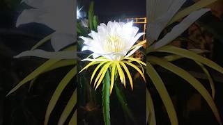 👉Dragonfruit Pollination techniques🙏subscribe🙏 shorts viral youtubeshorts satisfying dragon [upl. by Adniles886]