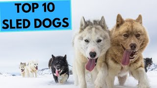 TOP 10 Sled Dogs  Best Cold Weather Dog Breeds [upl. by Ailic]