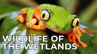 World of the Wild  Episode 8 The Wetlands  Free Documentary Nature [upl. by Ennovehs783]