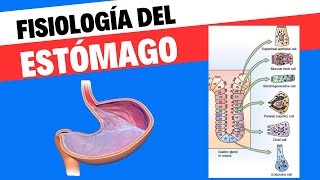 Fisiología del estómago [upl. by Hanshaw]