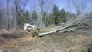 Bobcat S250 pushing trees and clearing where the house will go [upl. by Ettesus]