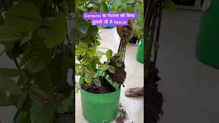 gandhraj gardenia plantrescue plantcaretips plantcare [upl. by Llednil]