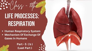 PART 5 bHUMAN RESPIRATORY SYSTEM  CLASS10LIFE PROCESSES  RESPIRATION checkmatescience5943 [upl. by Artek]