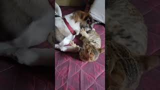 Friendship dog dogs puppy cat cats kitten shorts youtubeshorts shorts animals cute love [upl. by Hendrik]