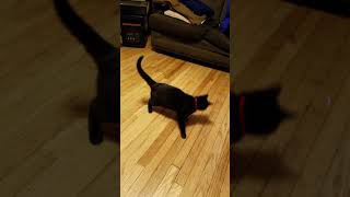 Cat hissing at laser pointer [upl. by Dronski555]