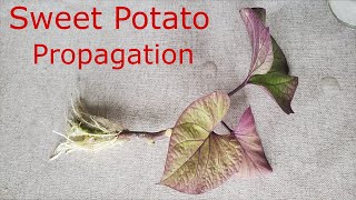 Propagate sweet potato vinetimelapse [upl. by Yanttirb]