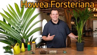 Tips voor de verzorging van je Kentia palm Howea Forsteriana [upl. by Justinian]