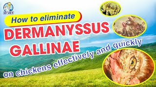 How to eliminate Dermanyssus Gallinae on chickens effectively and quickly  Dr Vet [upl. by Swirsky]