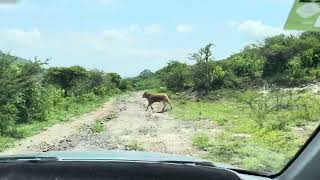 Back road between Las Trojes and Los Troncones Mexico [upl. by Tecil881]