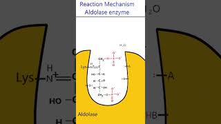 Reaction Mechanism of Aldolase glycolysis animation [upl. by Ellenuahs6]