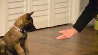 Belgian Malinois—Mishka—7 weeks old learning quotCenter RollOver Heelquot [upl. by Notnyw777]