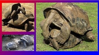 GIANT TURTLES  MATING VERY LOUDLY [upl. by Idham930]