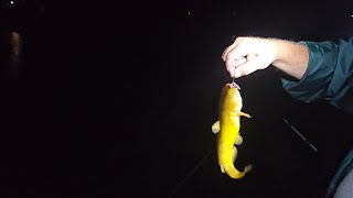 catching bullheads for flathead bait catfishing fishingvideo [upl. by Farand]