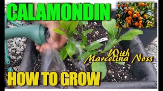 HOW TO GROW CALAMONDIN CITRUS  🍊 Grow Fertilize best soil for blossoms [upl. by Omrellug]