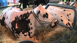 Vidéo Métier  Un éleveur de vaches laitières témoigne du salon de lagriculture 2011 [upl. by Stephenson]