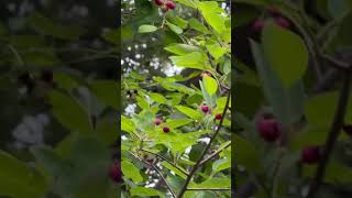 Can I harvest the serviceberries before the birds get them harvestingfruits fruittrees [upl. by Yehsa912]