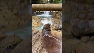 Otter’s Journey to Japan’s Beautiful Nature Ryujin Falls Gifu Pref😍😍 shorts aty otter [upl. by Yrdua470]