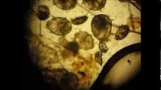 Ear Mites in cat and life cycle [upl. by Kylila]