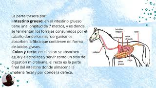 Tarea 2 Anatomía y fisiología de los monogástricos [upl. by Ozmo]