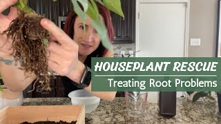 Houseplant Rescue  How to Save a Plant from Root Rot and Other Root Issues [upl. by Amye799]