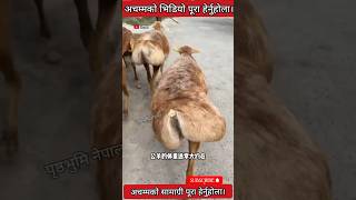 अनौठो प्रजातीको बाख्राभेडा।Fat tailed sheepunique hseepngoat goatfarming sheepfarmingshorts [upl. by Htebazileyram]