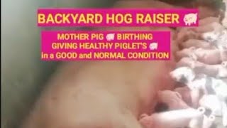 NEW BIRTHING PIGLETS 🐖MOTHER PIG GIVING BIRTH PIGLETS IN NORMAL LABOR BABOYLOVERSVLOG [upl. by Chiles996]