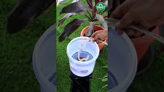 Hack to keep your plants watered on your vacation [upl. by Nyrhtak]