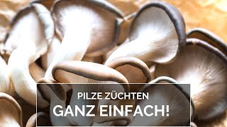 Pilze züchten ganz einfach [upl. by Ayimat916]