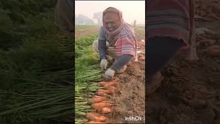 High yielding harvest of farmers farmer harvest [upl. by Esra]