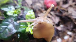 Lissachatina Fulica bei der Erkundung des neueingerichteten Terrariums [upl. by Shaeffer]