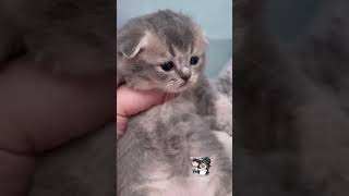 “Pomona” Blue Golden Scottish Fold Female [upl. by Eiresed224]