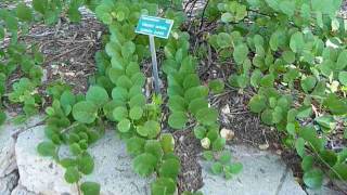 Caper bush  Capparis spinosa [upl. by Woods]