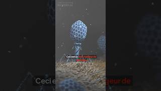 Des virus mangeurs de bactéries🦠 shorts insolite bacteriophage [upl. by Diver]