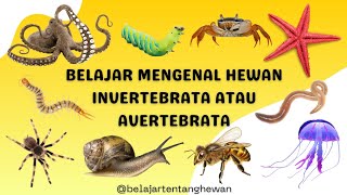 BELAJAR MENGENAL HEWAN INVERTEBRATA ATAU AVERTEBRATA  BELAJAR MENGENAL HEWAN BAHASA INDONESIA [upl. by Arnuad]