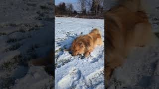 How to Start Zoomies dog eurasier shorts [upl. by Attirehs989]