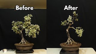 My First Silver Buttonwood Bonsai [upl. by Nueoht]