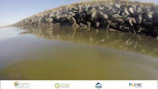 Pimpama River Fish Habitats [upl. by Aenit342]