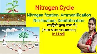 Nitrogen Cycle in Hindi  nitrogen fixation  Ammonification  Nitrification  Denitrification [upl. by Sherye819]