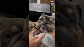 The neediest dogs in the world 😂 englishbulldogs bulldog [upl. by Rovner550]