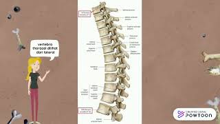 Radioanatomi Tulang Belakang  RADIOLOGI MALANG [upl. by Tnerual385]