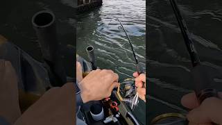 Light Tackle Sheepshead Fishing [upl. by Carroll]