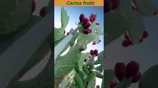 Cactus fruits farming deeksha trendstelugufacts trendingshorts likeforlikes [upl. by Eelrihs]