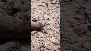 Tropical Leatherleaf slug slugs nature youtubeshorts youtube shorts short youtubeshorts new [upl. by Nolana]