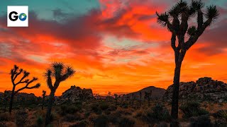 Joshua Tree National Park [upl. by Ahsekat]